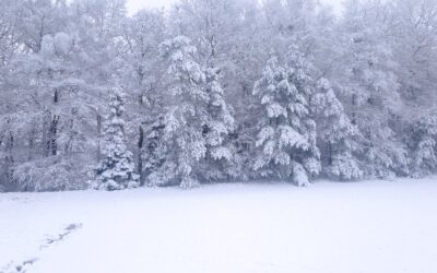 Ogłoszenia 25 stycznia