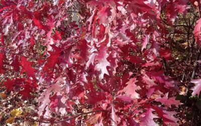 Ogłoszenia 26 października