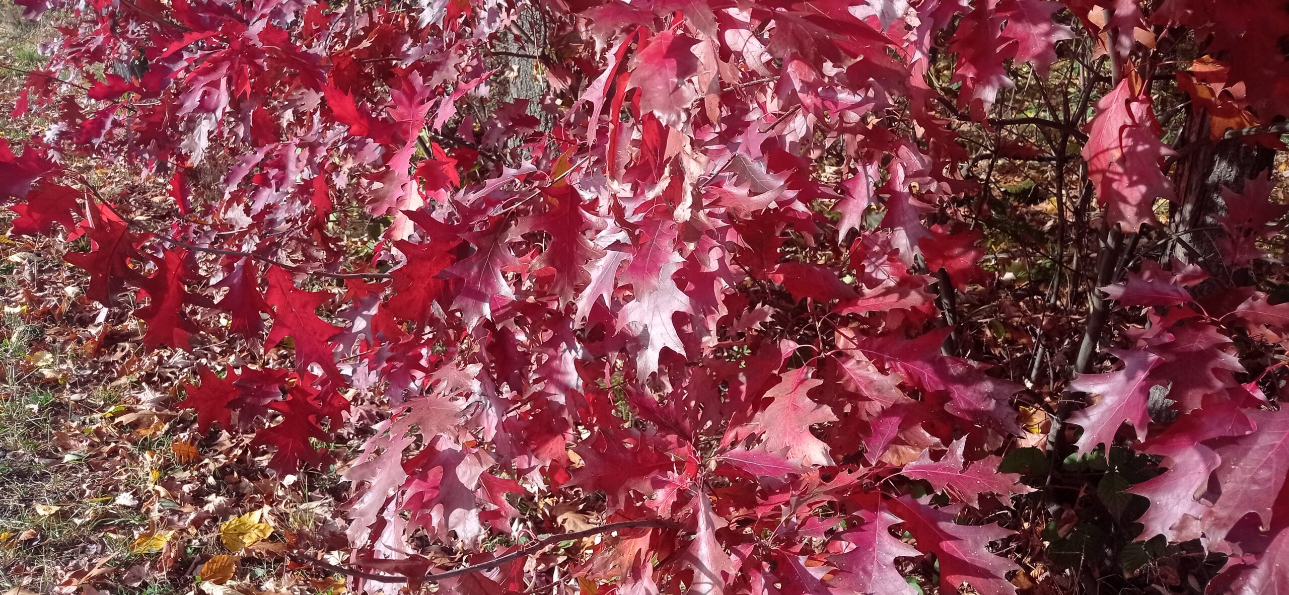 IMG_20221029_132356 (1)